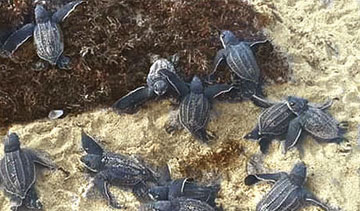 Schildkröten beobachten in Trinidad & Tobago