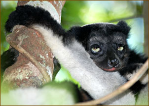 Entspannter Indri Indri