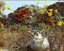 Elefantenfuß-Baobab im Ranomafana-Nationalpark