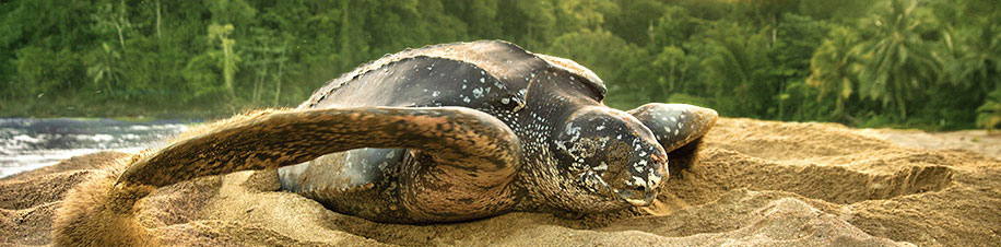 Die Lederschildkröte ist die größte Meeresschildkröten der Welt