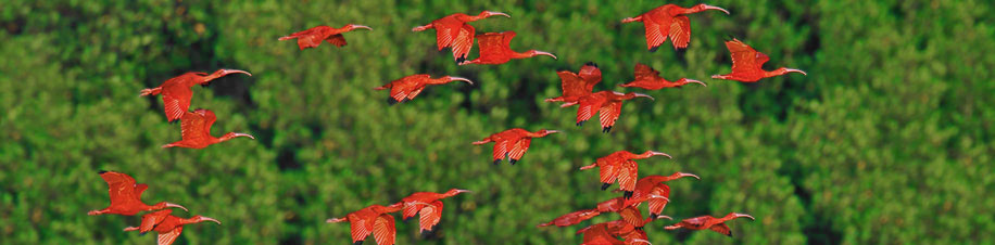 Rote Ibisse Scarlet Ibis in den Caroni Swamps von Trinidad