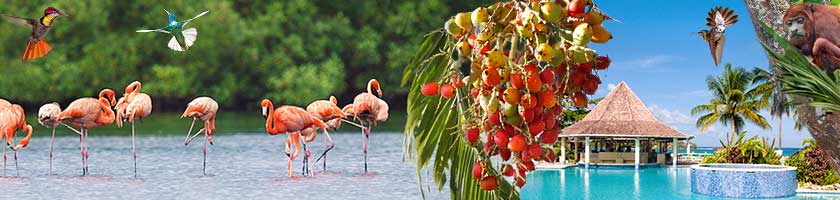 Videos von unserer Reise auf die Inseln Trinidad & Tobago