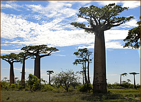 Die Allee der Baobabs im Westen