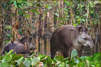 Flachlandtapir im Wasser