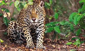 Jaguar auf unserer Safari im Pantanal