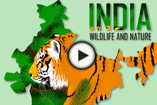 Tiger Safaris in Indien