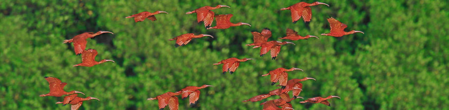 Rote Ibisse Scarlet Ibis in den Caroni Swamps von Trinidad