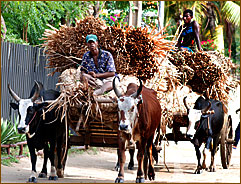 Zebu-Fuhrwerk - allgegenwärtig im ganzen Land