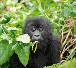 Wanderung auf unserer Uganda Reise