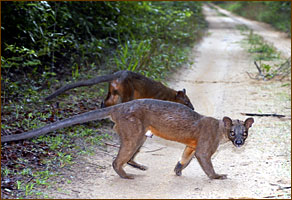 wilde Fossas im Trockenwald von Kirindy