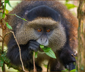 Schimpansen beobachten im Kibale Nationalpark