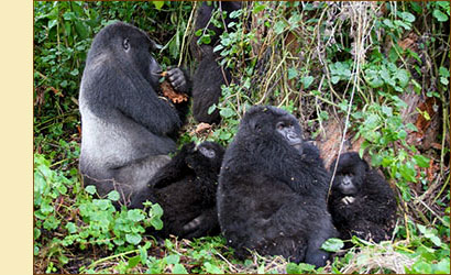 Berggorilla Trekking Bwindi Nationalpark