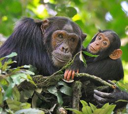 Schimpansen in Uganda beobachten - Reiseveranstalter Fauna-Reisen
