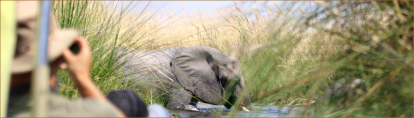 Begegnung mit einem Elefanten in Botswana auf einer Mokoro Tour