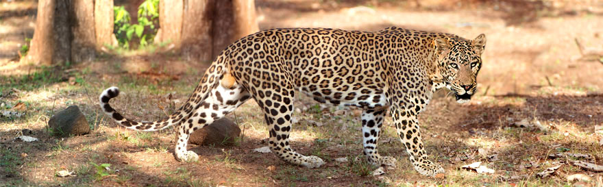 männlicher Leopard fotografiert im Süden Indien