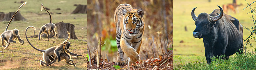 Tiger kurz vor Sonnenuntergang in Kabini