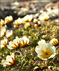 Flechten auf Spitzbergen