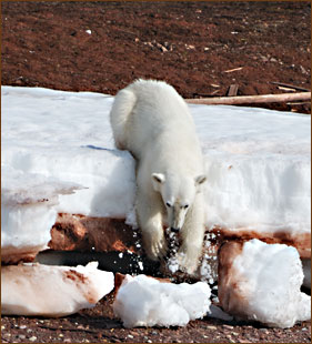 Eisbär auf Spitzbergen