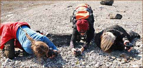 Blumen Fotografieren auf Spitzbergen