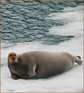 Spitzbergen Robben beobachten