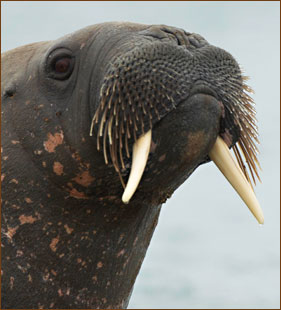 Walros auf Spitzbergen