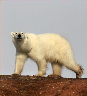 Spitzbergen Kreuzfahrten