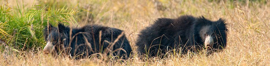 Lippenbären im Tadoba Nationalpark