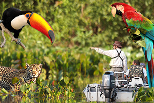 Reisen ins Pantanal mit Tierbeobachtungen