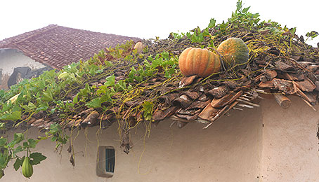 Kürbisse ranken bis auf das Dach des Hauses