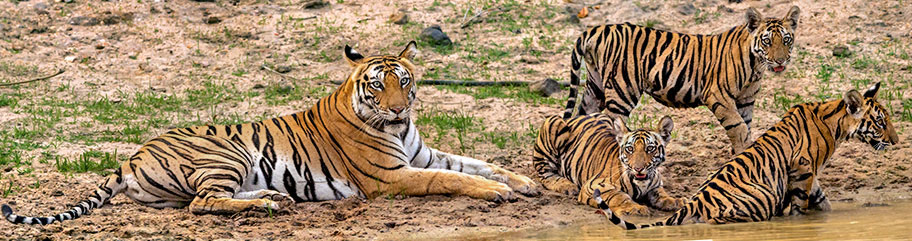 Tigerweibchen mit drei Jungen bei einer Tiger Safari in Indien