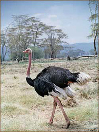 Strauß auf der Pirschtour durch den Ngorongoro Krater