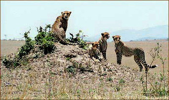 Geparden halten Ausschau auf einer Pirschfahrt in der Masai Mara