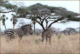 Zebras auf Safari in der Serengeti