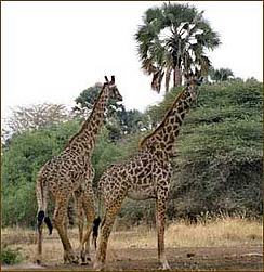 Giraffen in der Serengeti auf unserer Lodge-Safari durch Kenia und Tansania mit deutschsprachiger Reiseleitung