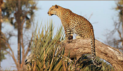 Auf unseren Safaris in Simbabwe