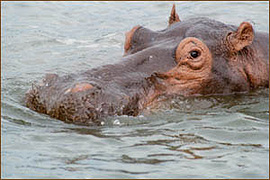 Nilpferd in der Masai Mara auf unserer Kenia- und Tansania-Rundreise
