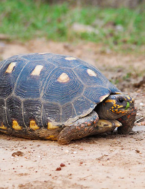 Eine K&ouml;hlerschildkr&ouml;te in ihrem bevorzugten Lebensraum, dem Grasland.