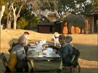 Frühstück mit Elephantenbesuch