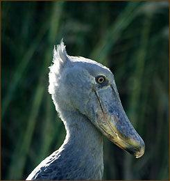 Der seltene Schuhschnabelstorch in Sambia 