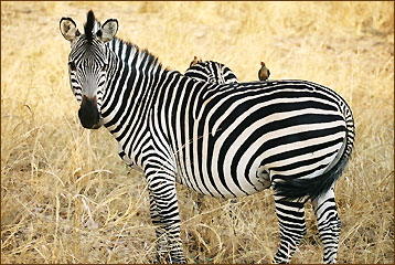 Zebrablick 