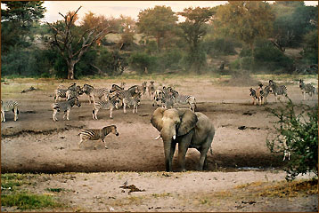 Reisen und Tierbeobachtungen in Sambia