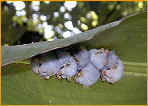 Fledermäuse - Erlebnisreisen Costa Rica