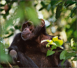 Schimpansen in Uganda beobachten - Reiseveranstalter Fauna-Reisen