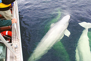 Eisbären- und Beluga-Sommerabenteuer