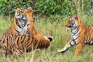 Tiger beobachten garantiert – Reisen Ranthambore Nationalpark 