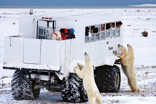Tundra-Buggy-Abenteuer