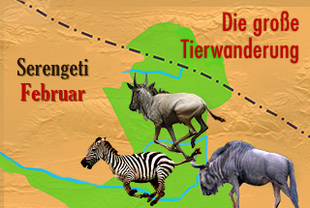 Fotoreise – Nachwuchs in der Serengeti