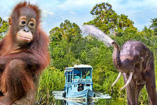 Borneo und Sumatra Rundreise