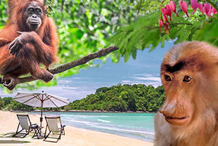 Orang-Utans auf Borneo & Trauminsel Bali