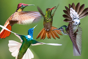 Regenwald, Kolibris & Meeresschildkröten